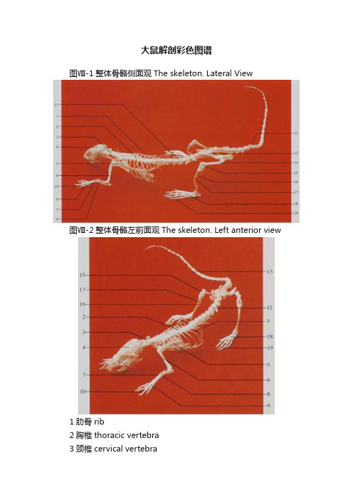 大鼠解剖彩色图谱