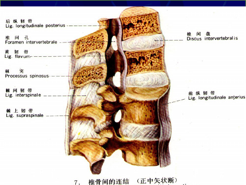 腰椎影像解剖及常见病变培训课件