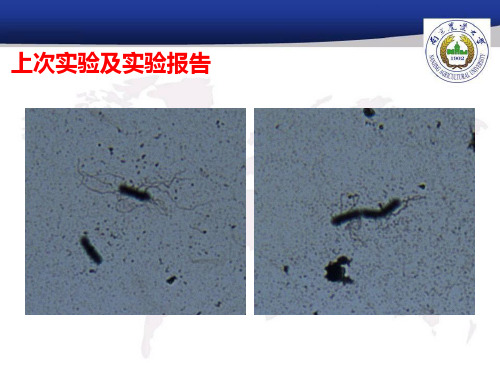 实验八酵母菌细胞数量和大小的测定-医学资料