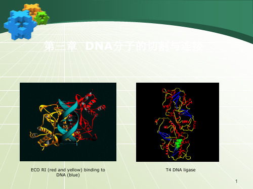 基因工程原理 第3章 DNA分子的切割与连接