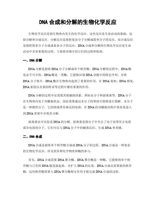 DNA合成和分解的生物化学反应