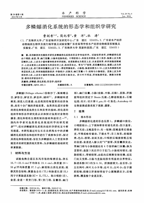 多鳞消化系统的形态学和组织学研究