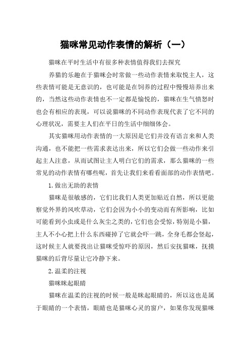 猫咪常见动作表情的解析(一)