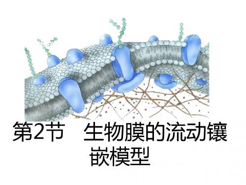 高一生物生物膜的流动镶嵌模型