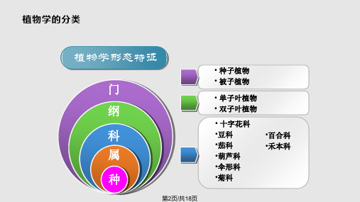 蔬菜基础知识蔬菜分类.pptx