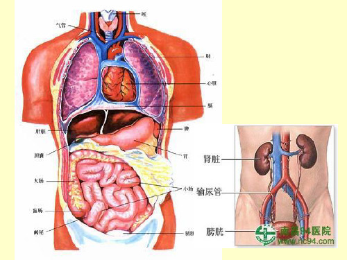 100味中药教学课件幻灯片