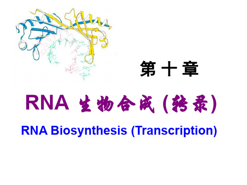 第十章RNA转录