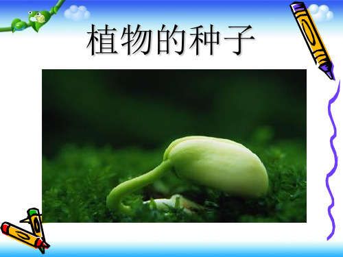 人教版三年级下册科学科《植物的种子》 (共16张PPT)