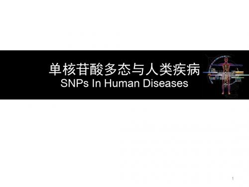 SNP与人类疾病 PPT课件