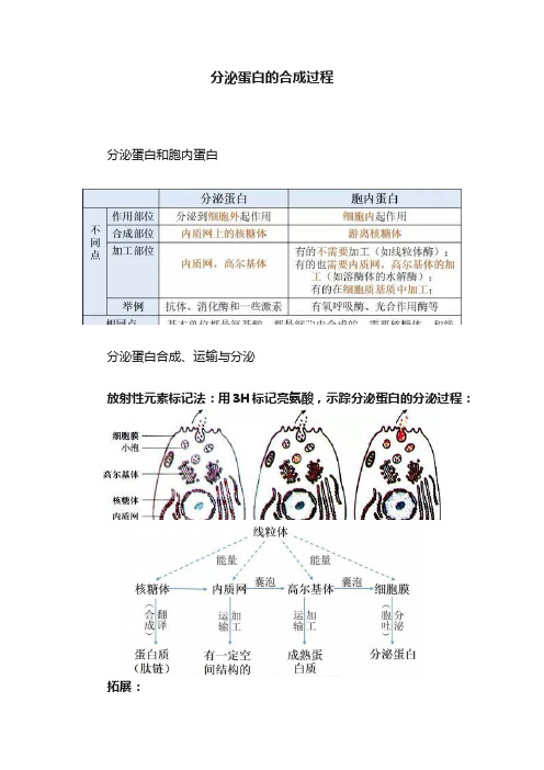 分泌蛋白的合成过程