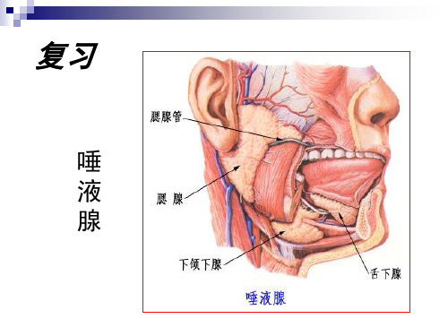 口腔解剖生理学 第十一章(面颈颅部局部解剖)