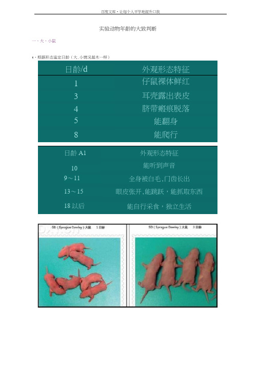 实验动物年龄的大致判断