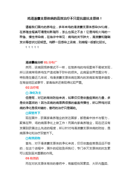 鸡滑液囊支原体病的高效治疗不只是抗菌抗支原体！