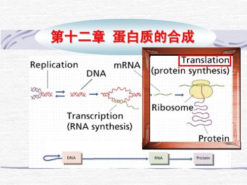 12第十二章 蛋白质的合成