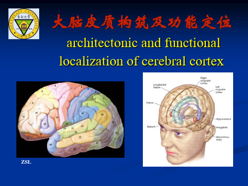 大脑皮质结构与功能分区4