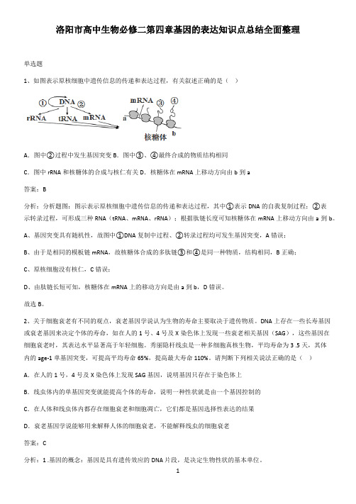 洛阳市高中生物必修二第四章基因的表达知识点总结全面整理