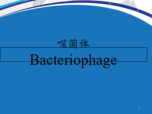 噬菌体(Bacteriophage)  ppt课件