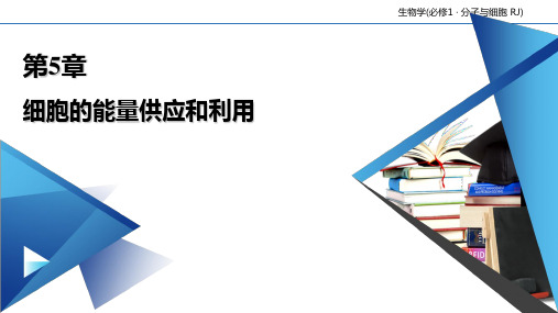 (新教材)细胞呼吸的原理和应用PPT人教版1