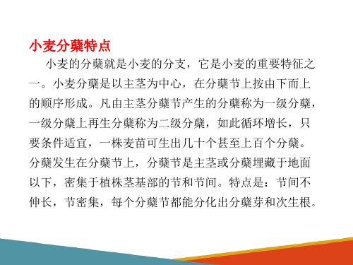 小麦生产技术基础—小麦的阶段发育