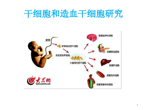 初中生物七年级《干细胞和造血干细胞研究》公开课优秀课件