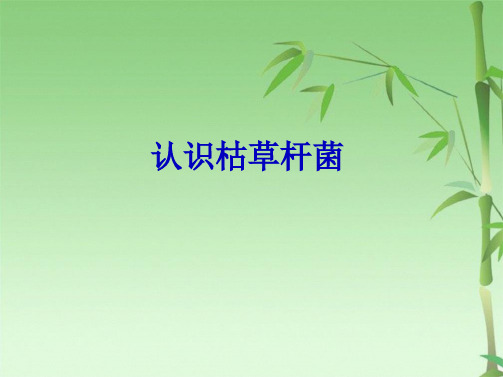 枯草杆菌 生物兴趣小组(共35张PPT)