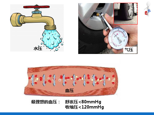 心血管系统常见疾病—高血压(病理学)