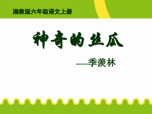 湘教版六年级语文上册《神奇的丝瓜》PPT课件(4篇)