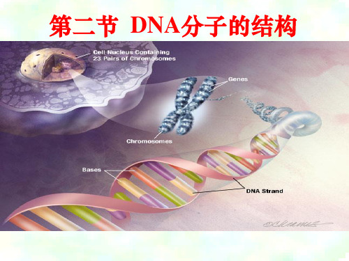 DAN分子的结构