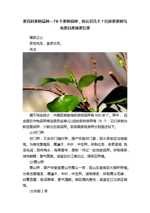 茶百科茶树品种—76个茶树良种，你认识几个？红碎茶茶树乌龙茶白茶绿茶红茶