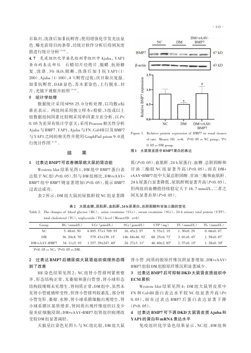 骨形态发生蛋白7通过下调Ajuba减轻糖尿病肾病大鼠肾纤维化