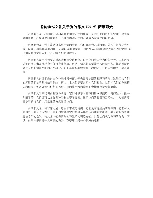 【动物作文】关于狗的作文500字 萨摩耶犬