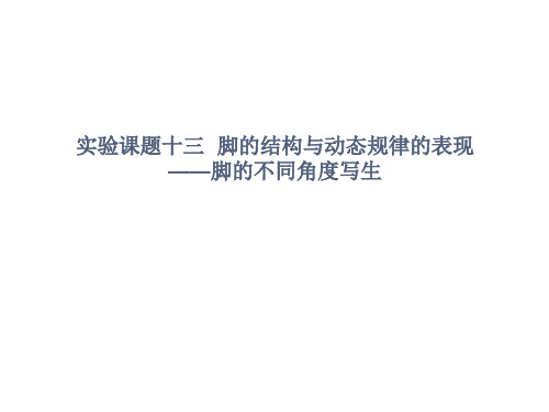 脚的结构与动态规律的表现——脚的不同角度写生 人体动态与结构研究  素描课件 国家级精品课程课件 28页