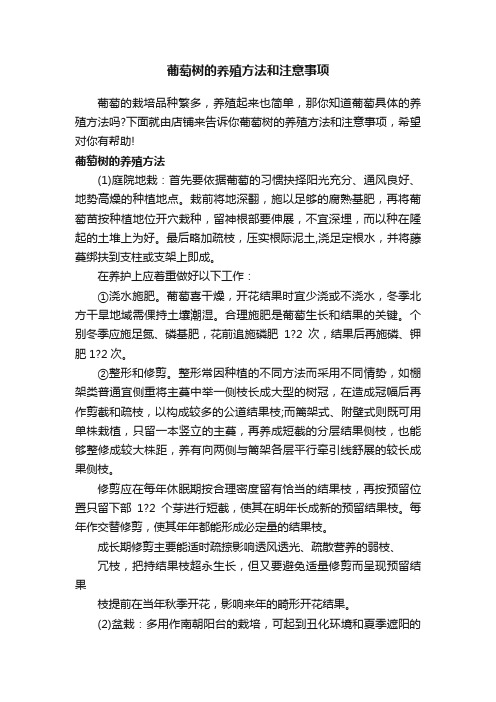 葡萄树的养殖方法和注意事项