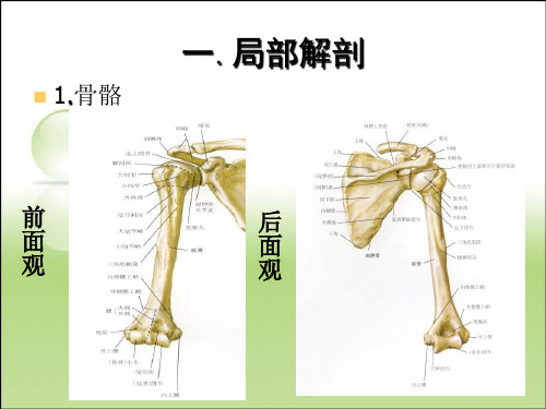 肱骨外科颈骨折PPT课件