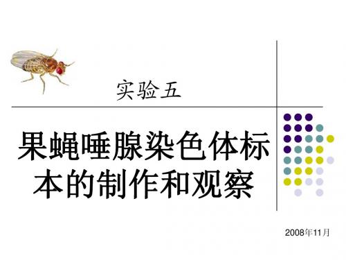 实验五 果蝇唾腺染色体的制备及观察