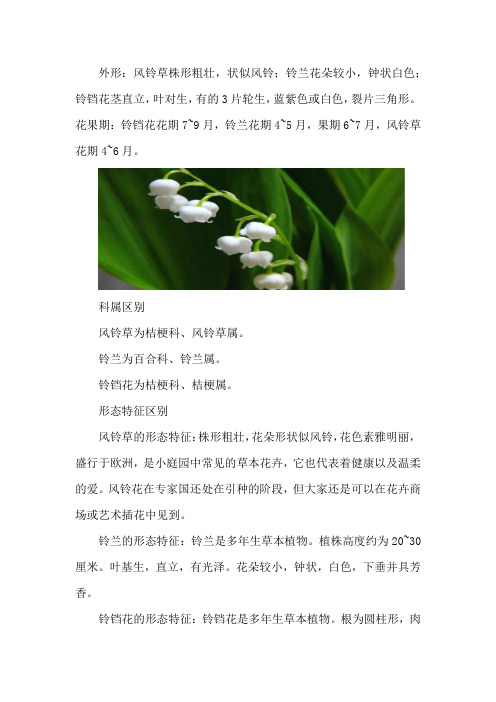 风铃草铃兰铃铛花怎么区别