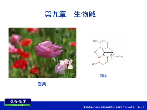 第九章  生物碱