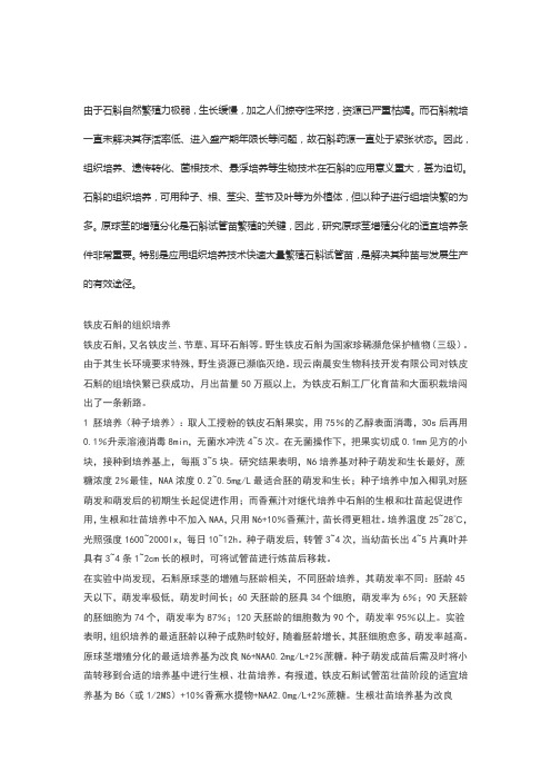 铁皮石斛的组织培养