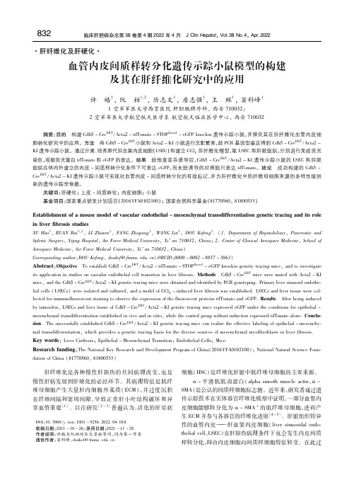 血管内皮间质样转分化遗传示踪小鼠模型的构建及其在肝纤维化研究中的应用