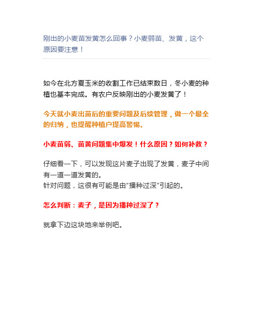 【农业】刚出的小麦苗发黄怎么回事小麦弱苗、发黄,这个原因要注意