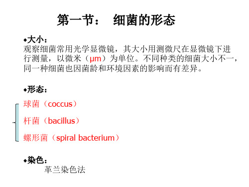 2细菌形态结构-PPT文档资料