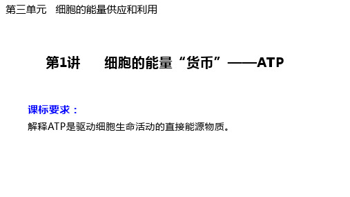 高三生物一轮复习课件细胞的能量”货币“——ATP(1)