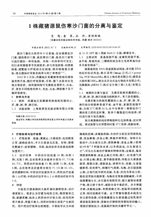 1株藏猪源鼠伤寒沙门菌的分离与鉴定