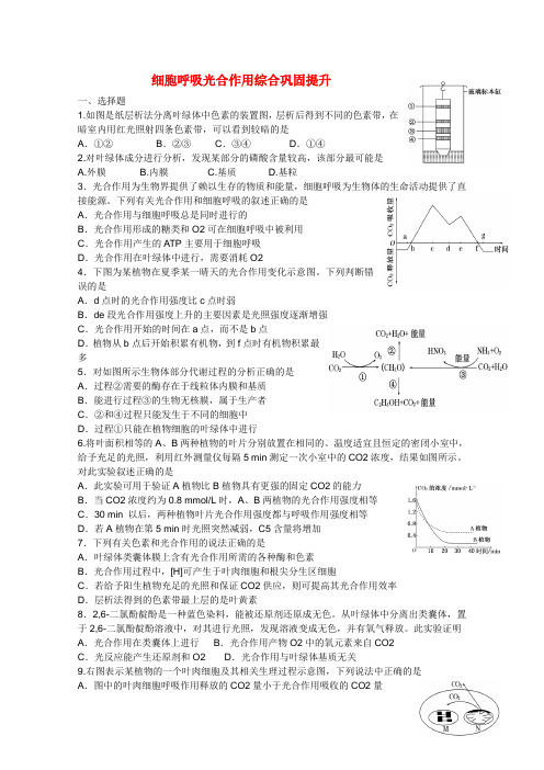 高三生物光合作用与呼吸作用测试题