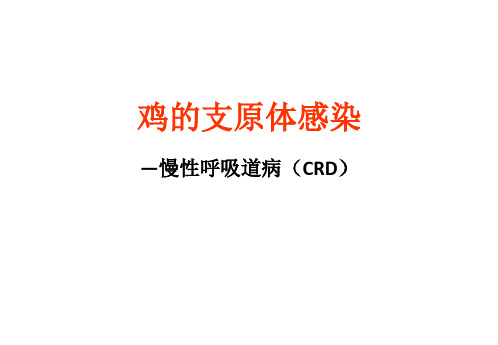 鸡的支原体感染—慢性呼吸道病(CRD)课件