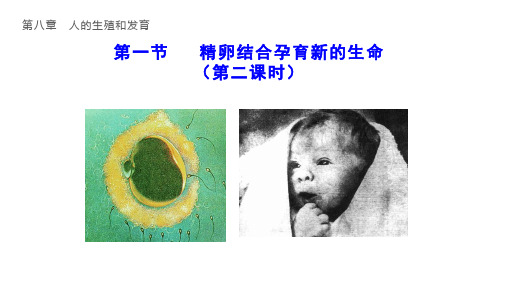 8.1  精卵结合孕育新的生命(第二课时)七年级生物下册同步教学课件(苏教版)