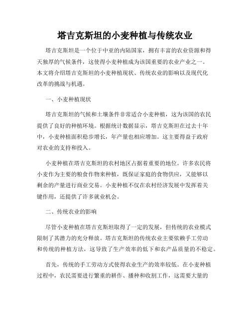 塔吉克斯坦的小麦种植与传统农业