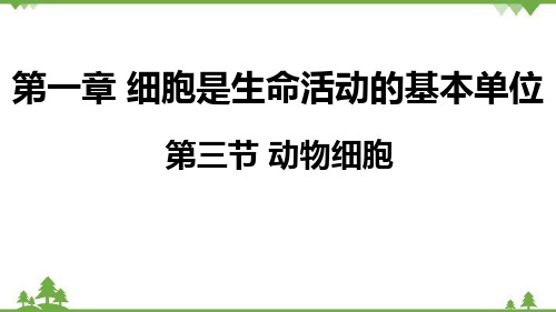 人教版生物七年级上册  动物细胞课件