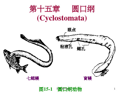 普通动物学第15章圆口纲