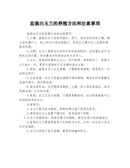 盆栽白玉兰的养殖方法和注意事项